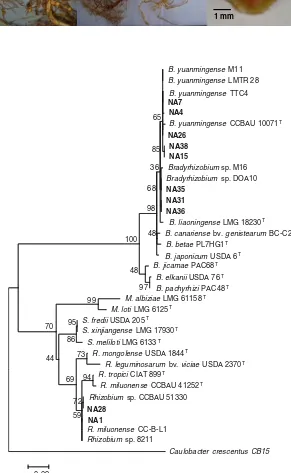 Fig. 3 Maximum likelihoodphylogenetic tree of 16SrRNA gene sequences of 10RNB isolates (in bold print)nodulating Millettia pinnatatogether with associatedstrains and type strains (T)retrieved from GenBank.The tree was constructedusing MEGA 5 softwarewith T