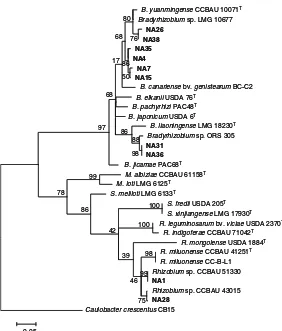 Fig. 4 Maximum likelihoodRphylogenetic tree of atpDgene sequences of 10 RNBisolates (in bold print) nod-ulating Millettia pinnata andtheir associated strains andtype strains (T) retrievedfrom GenBank