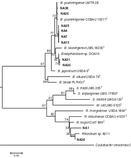 Fig. 5 Maximum likelihoodRphylogenetic tree of dnaKgene sequences of 10 RNBisolates (in bold print) nod-ulating Millettia pinnata andtheir associated strains andtype strains (T) retrievedfrom GenBank