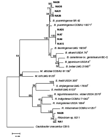 Fig. 6 Maximum likelihoodgene sequences of 10 RNBisolates (in bold print) nod-ulatingtheir associated strains andtype strains (Rphylogenetic tree of recA Millettia pinnata andT) retrievedfrom GenBank