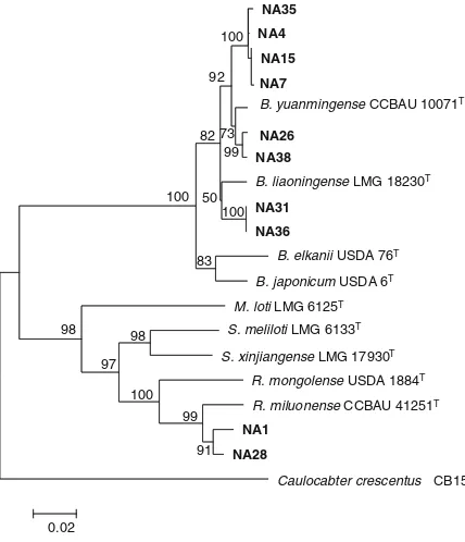 Fig. 7 Maximum likelihood phylogenetic tree of 2,040 bp con-isolates (in bold print) nodulatingassociated strains and type strains (catenated 16S rRNA, atpD, dnaK, and recA genes of 10 RNB Millettia pinnata and theirT) retrieved from GenBank.The tree was c