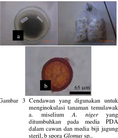 Gambar 3 Cendawan yang digunakan untuk 