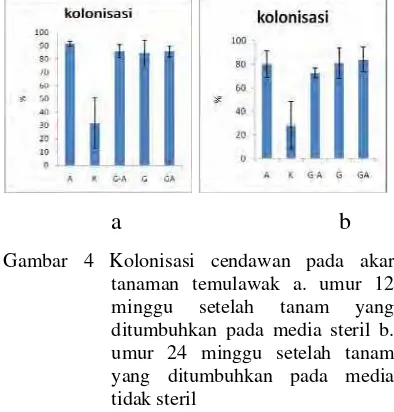 Gambar 4 Kolonisasi cendawan pada akar 