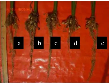 Gambar 7 C. xanthorrhiza umur 12 minggu setelah tanam pada media steril yang diberi  perlakuan: a