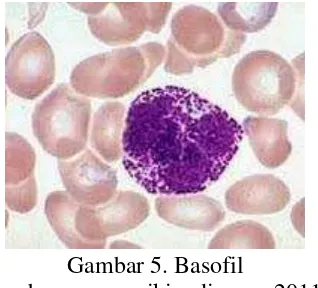 Gambar 4. Eosinofil normal 