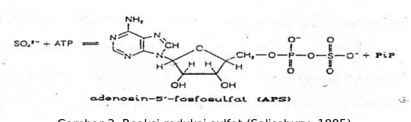 Gambar 2. Reaksi reduksi sulfat (Salissbury, 1995)