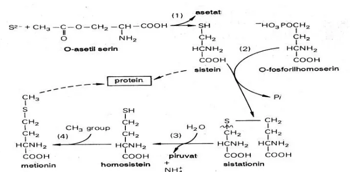 Gambar 3. Reaksi perubahan sulfit menjadi sistein dan metionin