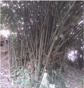 Gambar 3.4. Bambu untuk membuat Saluang Darek 