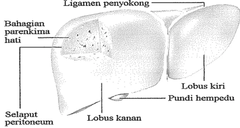 Gambar  7. Lobulus hati 