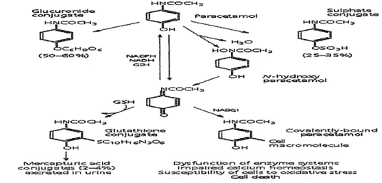 Gambar  12.  Metabolisme Parasetamot 