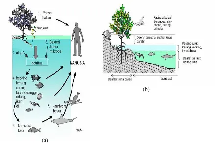 Gambar 6. (a) Hubungan Ketergantungan dalam Ekosistem Mangrove. (b) Asosiasi Ekosistem Mangrove