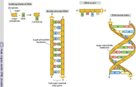 Gambar 1 Pembentukan secara skematik struktur dsDNA dari gula fosfat  sebagai  backbone  dan basa nukleotida (A)