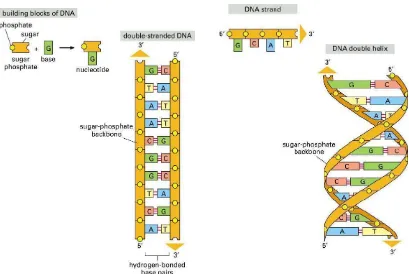 Gambar 1 Pembentukan secara skematik struktur dsDNA dari gula fosfat  sebagai  backbone  dan basa nukleotida (A)