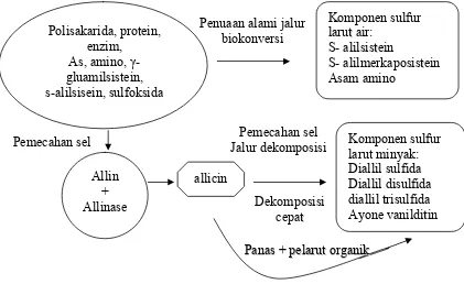 Gambar 4. Proses Perubahan Kimiawi dalam Bawang Putih (Amagase et al.,                    2001) 