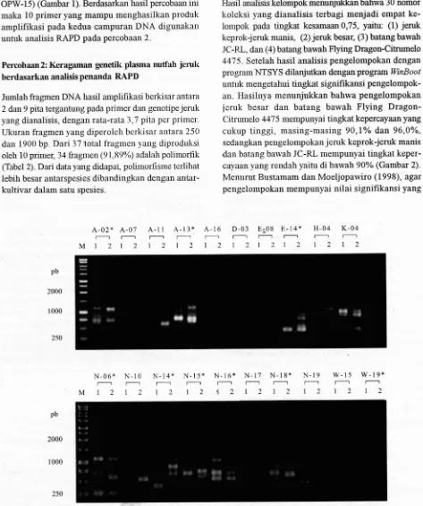 Gambar 1. Amplifikasi dua campuran DNA: (1) 14 jeruk keprok, dan (2) 7 jeruk manis + 5 jeruk besar + 4 jeruk batang bawah * 