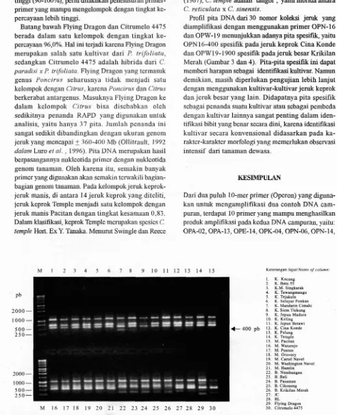 Gambar 3. Profil pita DNA 30 nomor koleksi jeruk hasil amplifikasi dengan menggunakan primer OPN-16