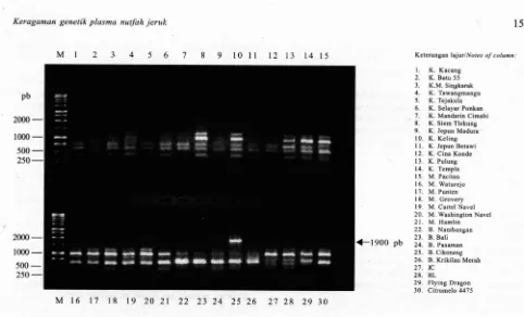Gambar 4. Fig. band specific for pummelo cv. Krikilan Merah (column Profil pita DNA 30 nomor koleksi jeruk hasil amplifikasi dengan menggunakan primer OPW-19