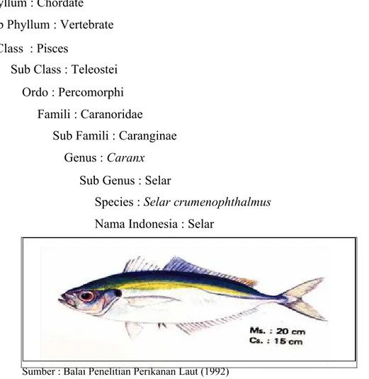 Gambar 3 Ikan selar (Selaroides sp)