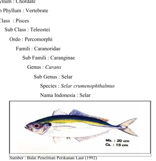 Gambar 3 Ikan selar (Selaroides sp)