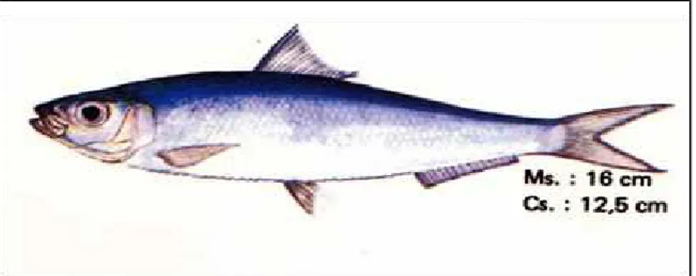 Gambar 4  Ikan tembang (Sardinella sp)