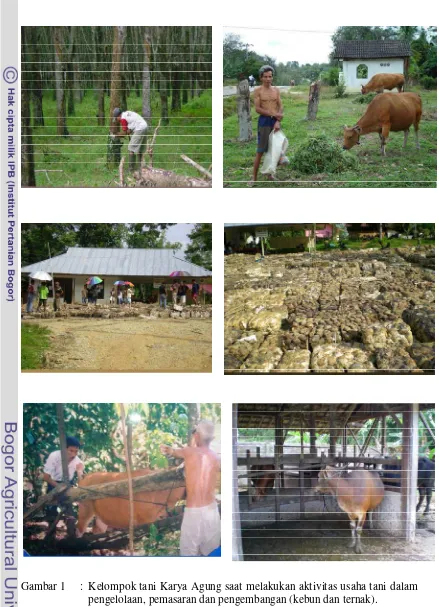 Gambar 1  :  Kelompok tani Karya Agung saat melakukan aktivitas usaha tani dalam pengelolaan, pemasaran dan pengembangan (kebun dan ternak)