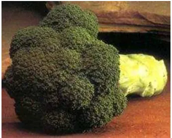 Gambar II.12 (Green Broccoli) 
