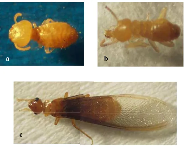 Gambar 1 Morfologi kasta rayap Schedorhinotermes javanicus Kemner:            (a) pekerja, (b) prajurit minor, dan (c) reproduktif