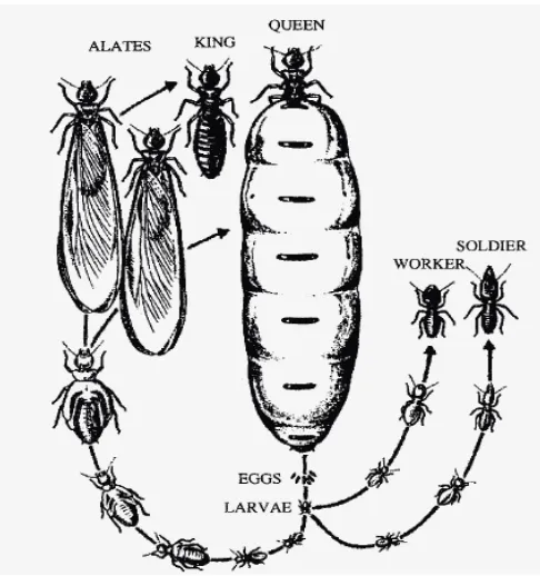 Gambar 2  Skema perkembangan rayap (Abe & Higashi 2000) 