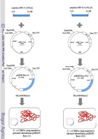 Gambar 1. Skema konstruksi plasmid rekombinan pGEMT-Easy-14 dan pGEMT-Easy-38.0, dan kloning kedua ORF ke dalam sel E