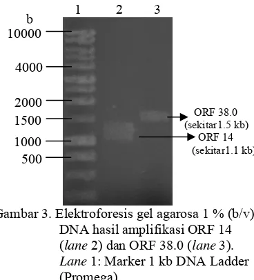 Gambar 3. Elektroforesis gel agarosa 1 % (b/v)                                                                                Gambar 4