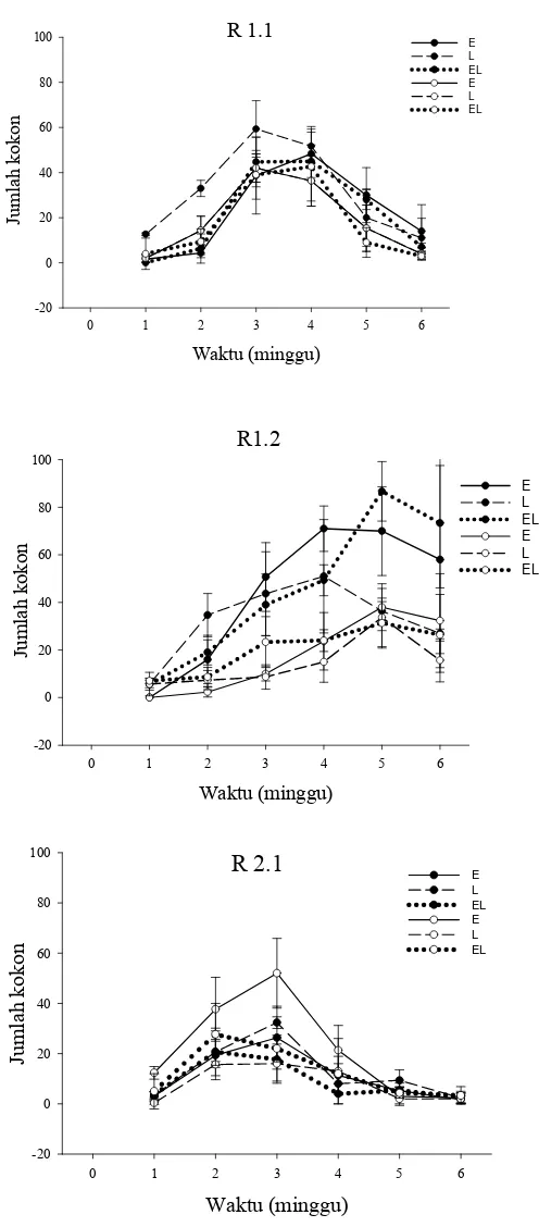 Gambar  9   Rata-rata jumlah kokon E. fetida, L. rubellus,  dan kombinasinya             pada R1.1, R1.2, dan R2.1,1 dengan bahan organik  fermentasi (●),         dan bahan organik non-fermentasi (○)