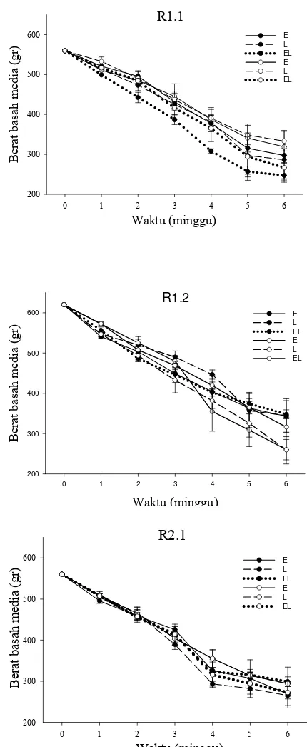 Gambar 15 Penurunan berat basah media cacing tanah E. fetida, L.  rubellus             dan kombinasinya pada R1.1, R1.2, dan R2.1 dengan bahan organik                    fermentasi (●), dan bahan organik non-fermentasi (○)