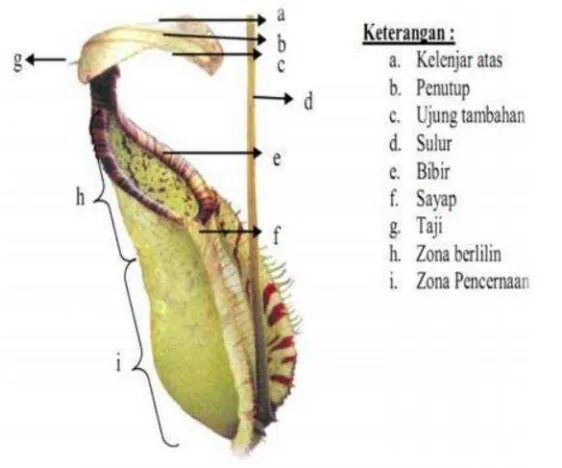 Gambar 3. Bagian - Bagian Nepenthes (sumber: Widhiastuti dan Saputri, 2010).