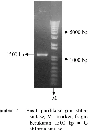 Gambar 4  Hasil purifikasi gen stilbena