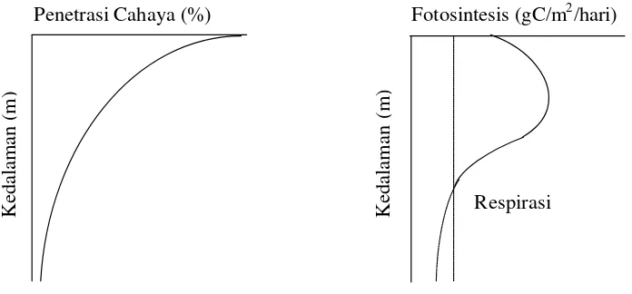 Gambar 4. Grafik distribusi vertikal cahaya dan fotosintesis di perairan    (Lalli dan Parsons 1993; Mann dan Lazier 1996)