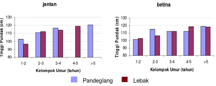 Gambar 5  Perbandingan rataan lingkar dada antara kerbau Pandeglang dan Lebak pada setiap kelompok umur dan jenis kelamin