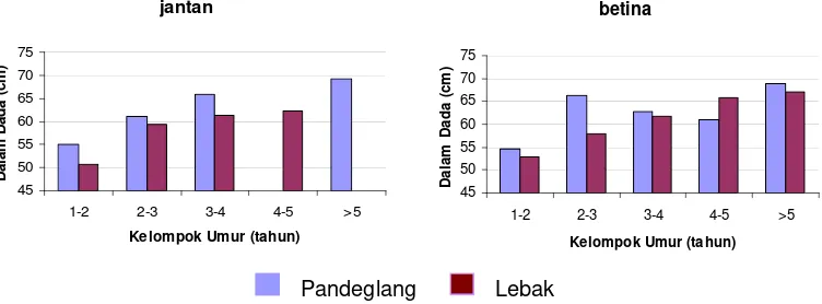 Gambar 6  Perbandingan rataan dalam dada antara kerbau Pandeglang dan Lebak pada setiap kelompok umur dan jenis kelamin