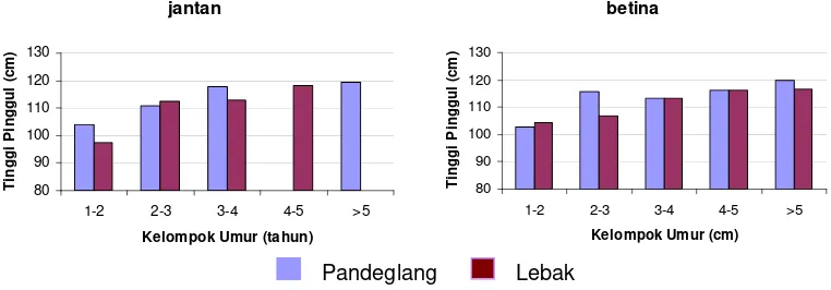 Gambar 7  Perbandingan rataan tinggi pinggul antara kerbau Pandeglang dan Lebak pada setiap kelompok umur dan jenis kelamin