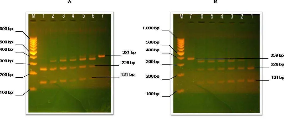 Figure 2.  PCR products of cytochrome b gene fragments 359 bp long of samples from different 