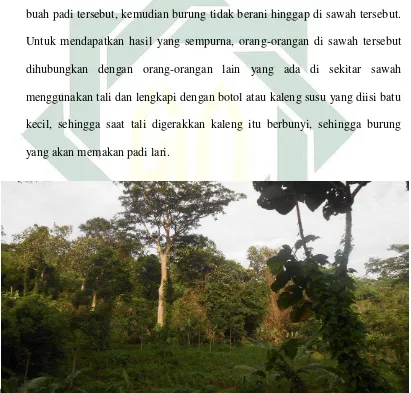 Gambar 3 : Kondisi Ladang (Tanah Perhutani) Yang Dimanfaatkan Warga  Untuk Menanam Jagung 