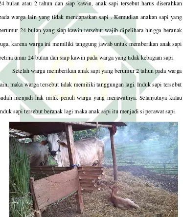 Gambar 4 : Beternak, Sebagai Sumber Penghasilan Selain Bertani 