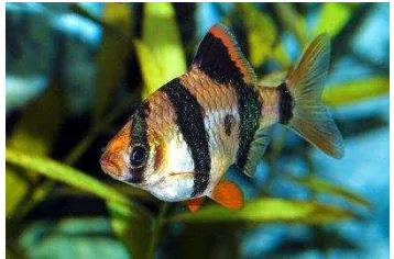 Gambar 1. Ikan Sumatra Puntius tetrazona 