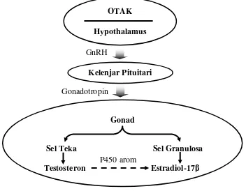 Gambar  2. Skema proses perkembangan oosit (Nagahama et al.,1995) 