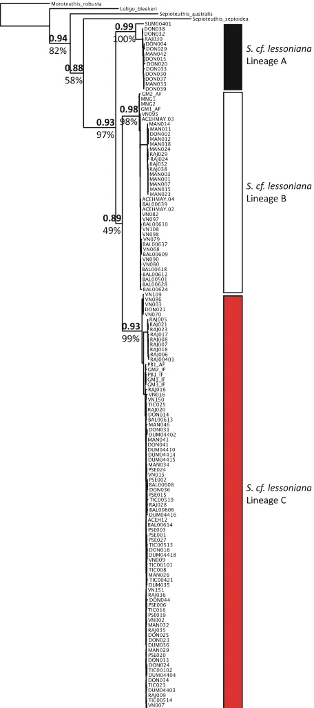 Fig. 5 Mitochondrial CO1(CO1) ? 16s rRNA (16s)gene tree. Values above thenode are Bayesian posteriorprobabilities and valuesbelow are bootstrap supportfrom RAxML