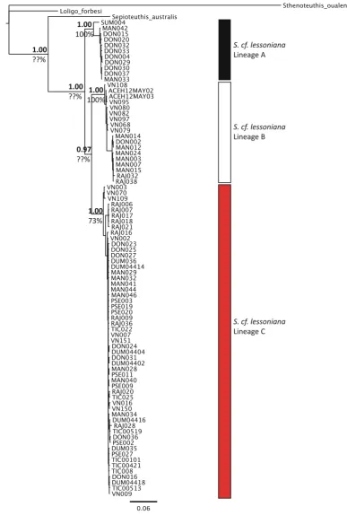 Fig. 3 All gene markers concatenated. Values above the node are Bayesian posterior probabilities and values below are bootstrapsupport from RAxML