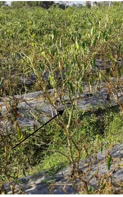 Gambar 1.  Tanaman cabai (Capsicum annuum L.) dengan gejala layu bakteri di lahan pertanian daerah bedugul (Sumber : Foto pribadi, 2015) 