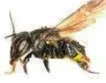 Gambar 1  Lebah madu Trigona spp. 