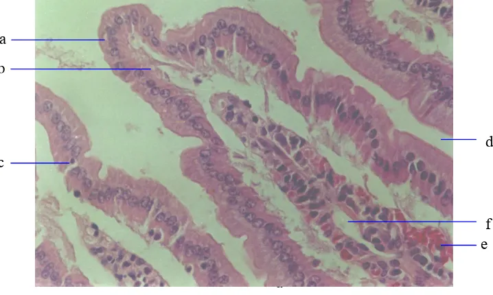 Gambar 3. Struktur Histologis Epitel Mukosa Duodenum Mencitdengan Pemberian Kurkumin Dosis 2 Mg/Kg BB Diamati Menggunakan