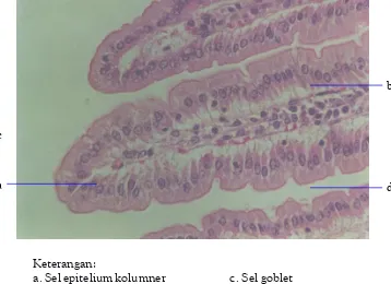 Gambar 4. Struktur Histologis Epitel Mukosa Duodenum Mencitdengan Pemberian Kurkumin Dosis 2 mg/kg BB Diamati Menggunakan