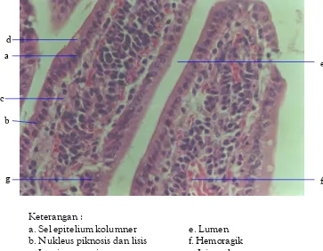 Gambar 5. Struktur Histologis Epitel Mukosa Duodenum Mencitdengan Pemberian Diazinon 40 mg/kg BB Per-oral, Diamati Menggunakan